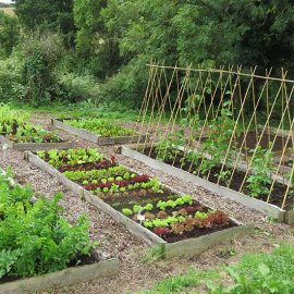 (image for) Pretty Tasty Vegetable Patch