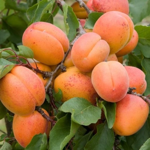 Apricot Tree 'Tomcot' (Pot Grown)