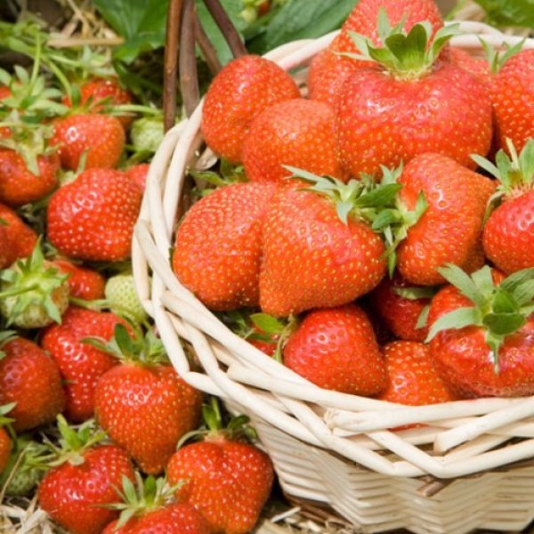 Strawberry Plants 'Hapil' (12 plants)