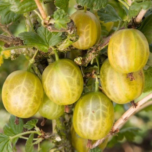 (image for) Gooseberry Bush 'Hinnonmaki Yellow'