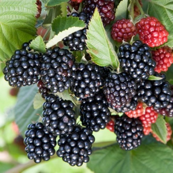 (image for) Blackberry Bush 'Chester Thornless'