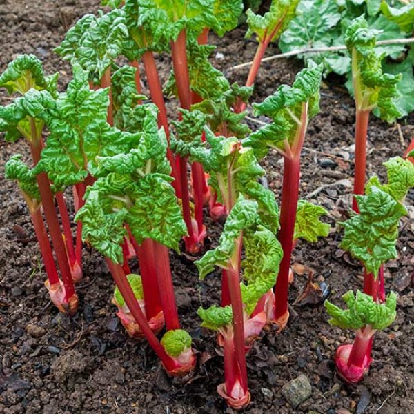 (image for) Rhubarb 'Fulton's Strawberry Surprise' (3 crowns)