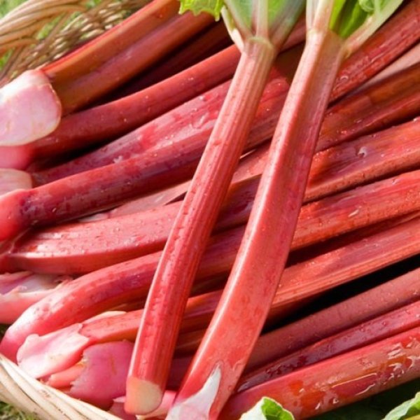 (image for) Rhubarb 'Raspberry Red' (3 crowns)