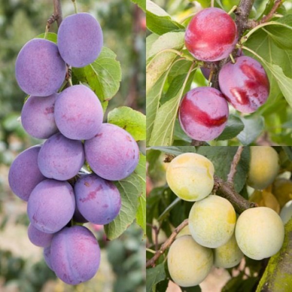 (image for) Plum & Gage Collection (3 Trees)