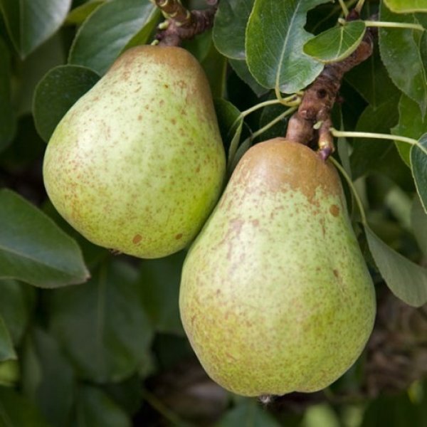 Pear Tree 'Williams' Bon Chretien' (Pot Grown)
