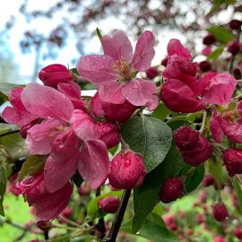 (image for) Malus 'Profusion Improved' (Crab Apple Tree)