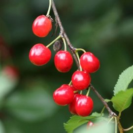 (image for) Wild Cherry Hedging (6 plants)