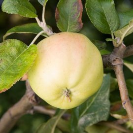 Cordon Apple 'Grenadier' (Pot Grown)