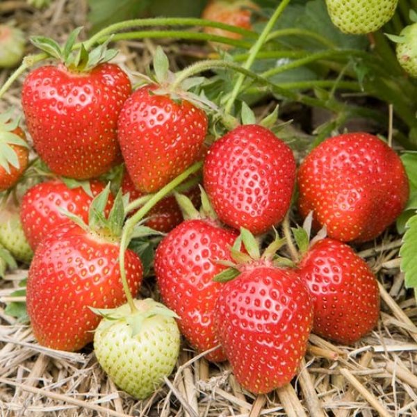 (image for) Strawberry Plants 'Symphony' (12 plants)