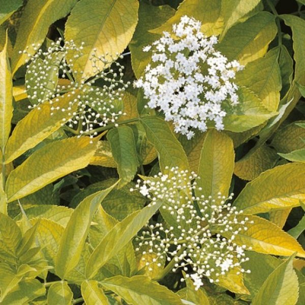 (image for) Golden Elder Hedging (6 plants)