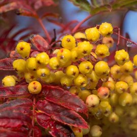 (image for) Sorbus 'Joseph Rock' (Mountain Ash Tree)