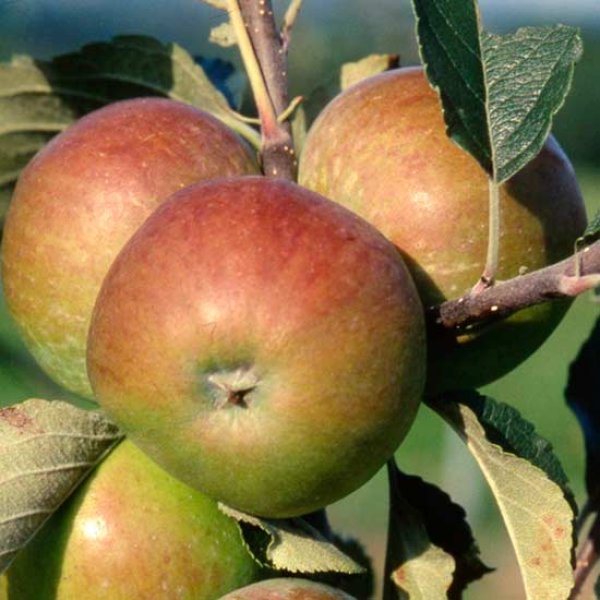 (image for) Cider Apple Tree 'Harry Masters Jersey'