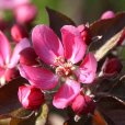 Apple Tree \'Tickled Pink\' (Pot Grown)