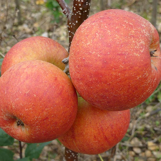 Apple Tree 'Rubinette'