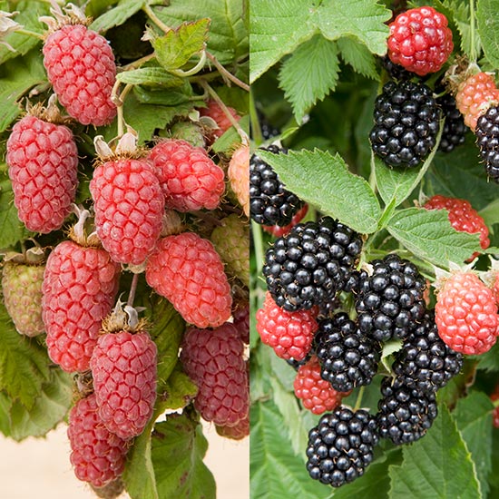 Blackberry & Hybrid Collection (2 pot grown plants)