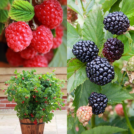 Patio Raspberry & Blackberry Collection (2 pot grown plants)