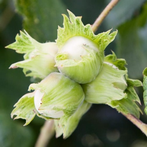 Cobnut Tree 'Cosford'