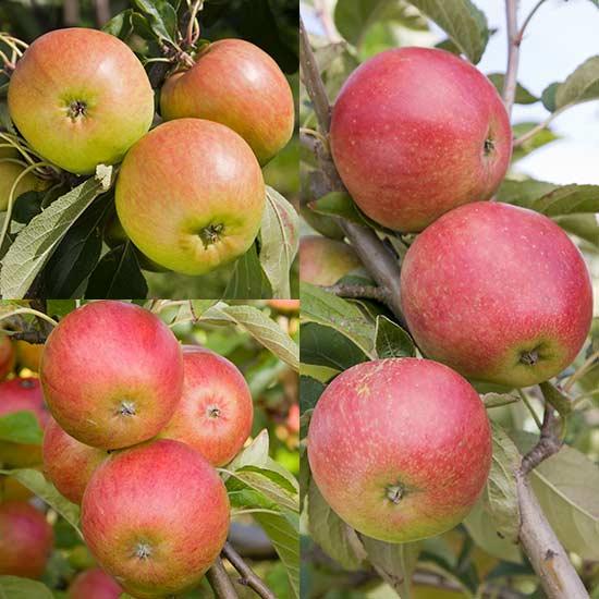 Family Apple (Worcester Pearmain/Falstaff/Pixie)