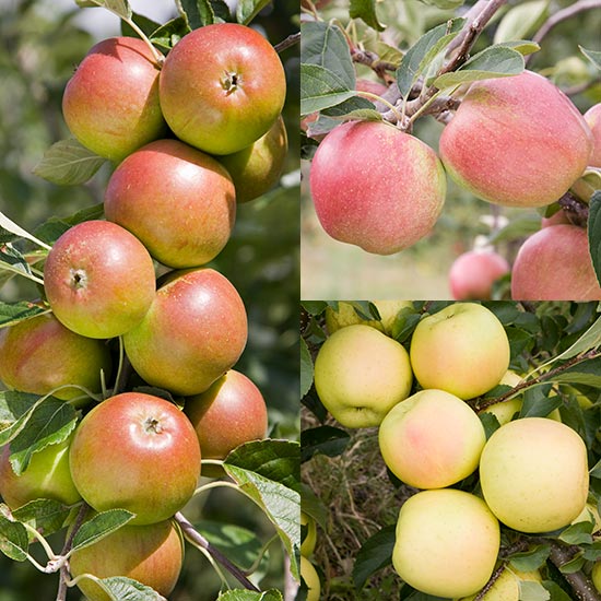 Family Apple (Greensleeves/Cox/Laxton's Superb)