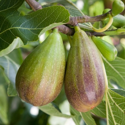 Fig Tree 'Brunswick'