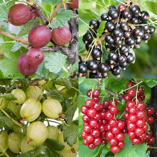 Gooseberry & Currant Collection (4 Bushes)