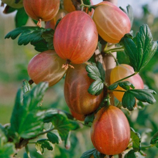 Gooseberry Bush 'Xenia'