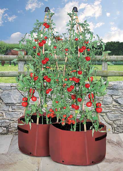 Tomato Three Cane Support Planter (pack of 2)