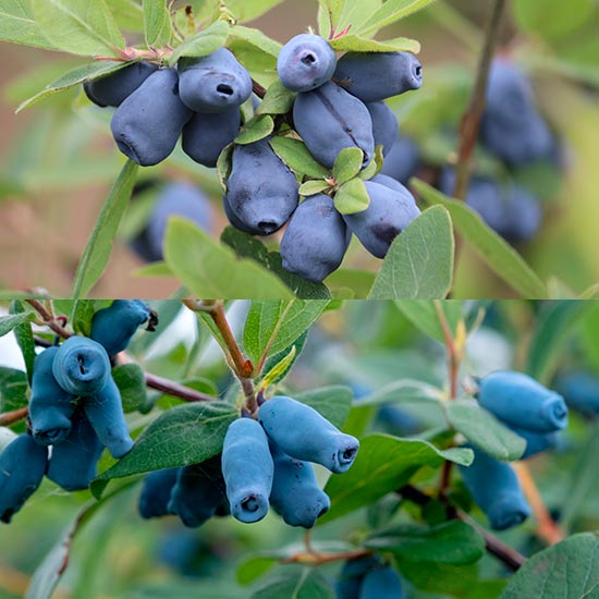 Honeyberry Collection (2 plants) (image for) Honeyberry Collection (2 plants)