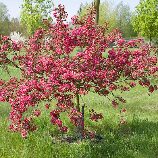 Malus 'Indian Magic' (Crab Apple Tree)