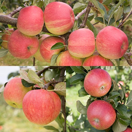 (image for) Cordon Apple Collection (3 Trees) - Click Image to Close