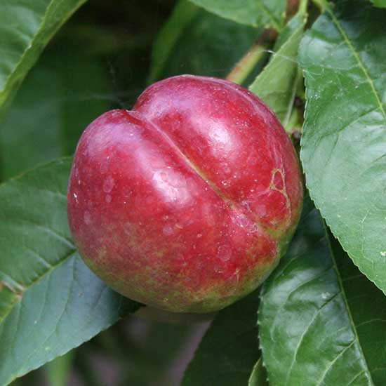 Nectarine Tree 'Madame Blanchette'