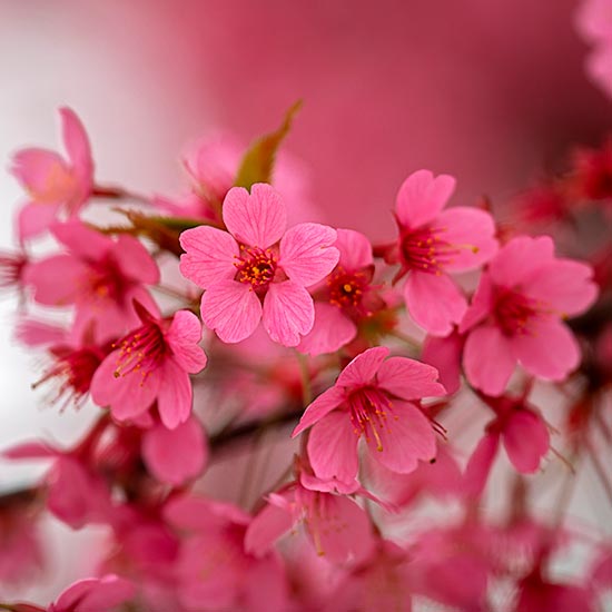 Prunus 'Kursar' (Flowering Cherry Tree)