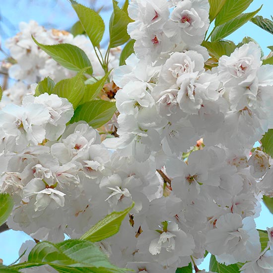 Prunus 'Shirotae' (Pot Grown) Japanese Flowering Cherry