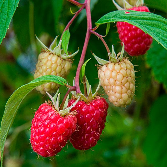 Raspberry 'Glen Mor' (6 canes)