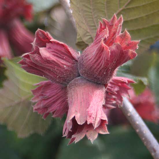 Red Filbert Tree 'Rote Zellernuss'